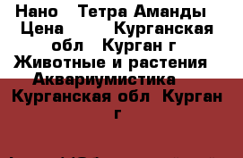 Нано - Тетра Аманды › Цена ­ 50 - Курганская обл., Курган г. Животные и растения » Аквариумистика   . Курганская обл.,Курган г.